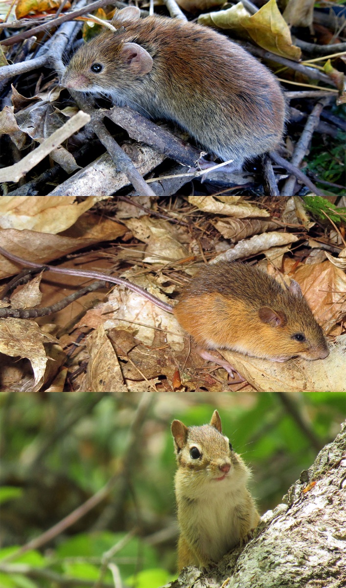 From top to bottom, a southern red-backed vole (Myodes gapperi), woodland jumping mouse (Napaeozapus insignis) and an eastern chipmunk (Tamias striatus), all of which were studied for their roles as fungal dispersers.