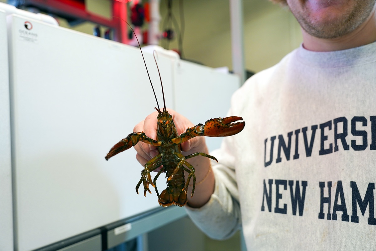 Graduate student Todd Stelling holds a juvenile lobster.