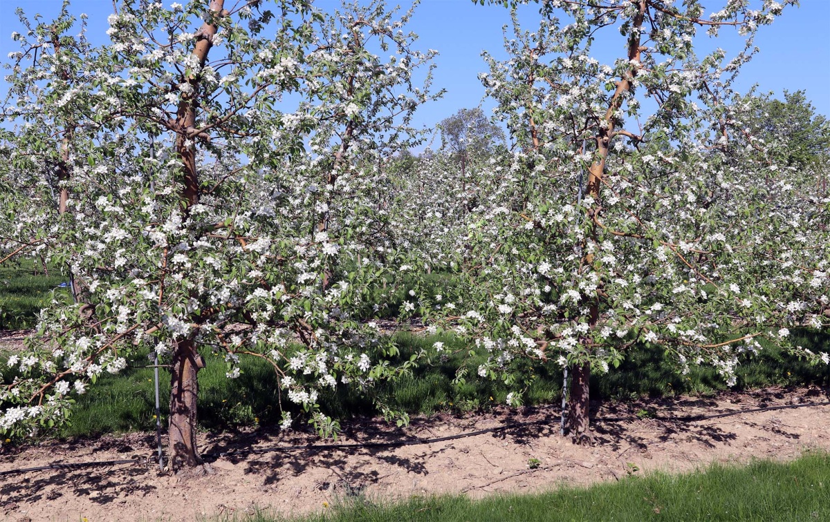 At a New Hampshire orchard, a row of apple trees are in full bloom.