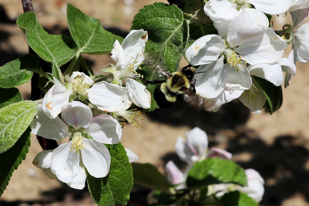 A bumblebee on a apple blossom at a farm in New Hampshire.