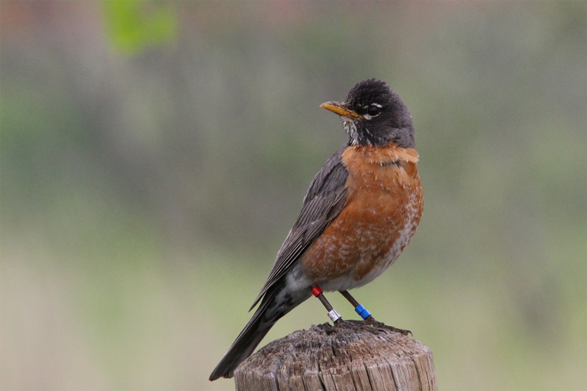 An American robin perched on a fencepost with tags around the ankles of both legs.