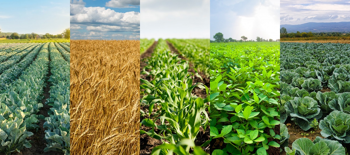 A photograph showing five different fields of crop, illustrating a complex crop rotation.
