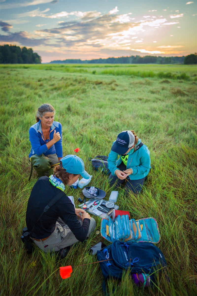 Three researchers sit in a saltmarsh at dawn examining saltmarsh sparrows and preparing equipment for research
