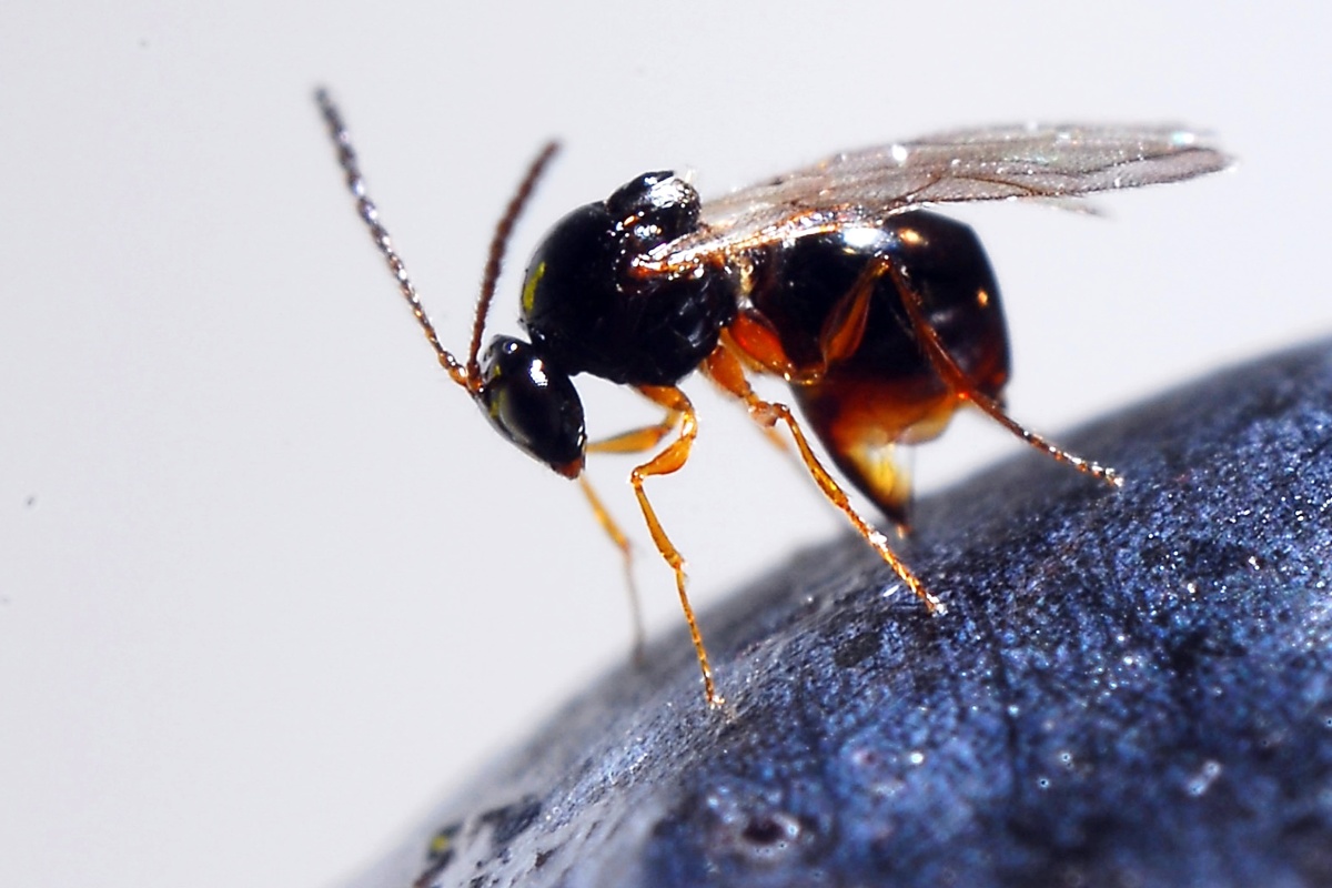 An image of Ganaspis brasiliensis laying eggs in spotted wing drosophila larva within a blueberry.