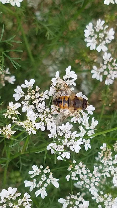 Eristalis tenax, or the common drone fly, was one of the many syrphid species studied by the research team. Seen here on cilantro.