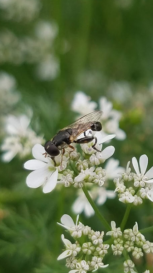 Syritta pipiens, or the common compost fly, was one of the many syrphid species studied by the research team. Seen here on cilantro.