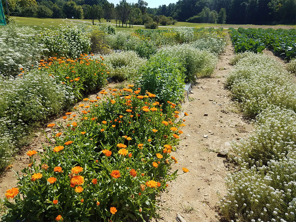 The study site at the UNH Woodman Horticultural Research Farm shows rows of the various insectary plants studied, including alyssum, buckwheat, cilantro, false Queen Anne’s lace, dill and calendula, alongside stalks of Brussels sprouts. dula, alongside stalks of Brussels sprouts.