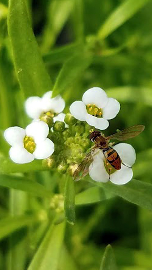Toxomerus marginatus, or the margined calligrapher, was the most abundant syrphid fly found in this study 