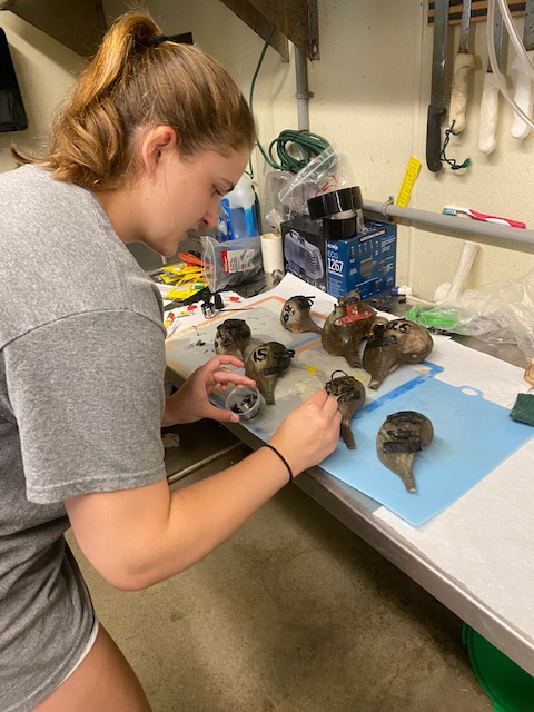 Researcher Kennedy McGrath labels whelk for a bait trial at the UNH Coastal Marine Lab.