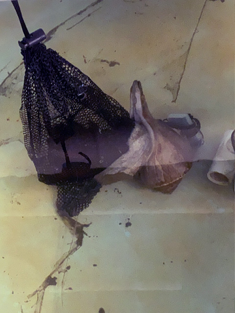 A whelk feeds on a bag of bait at the UNH Coastal Marine Lab.
