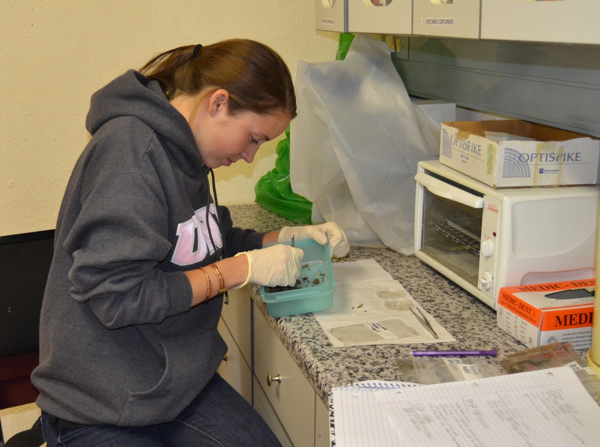 UNH senior Alicia Walsh '15 analyzes the scat of African carnivores
