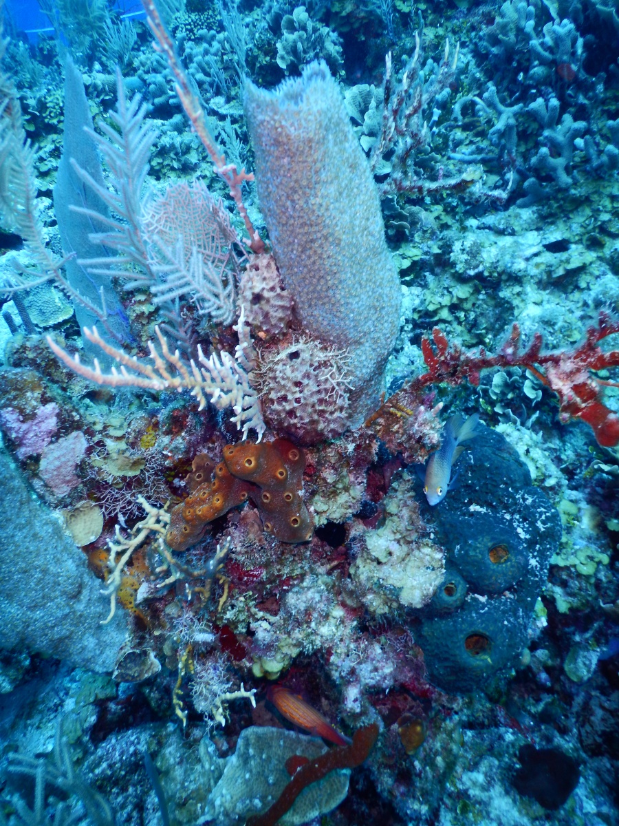 Colorful underwater image of corals and sponges