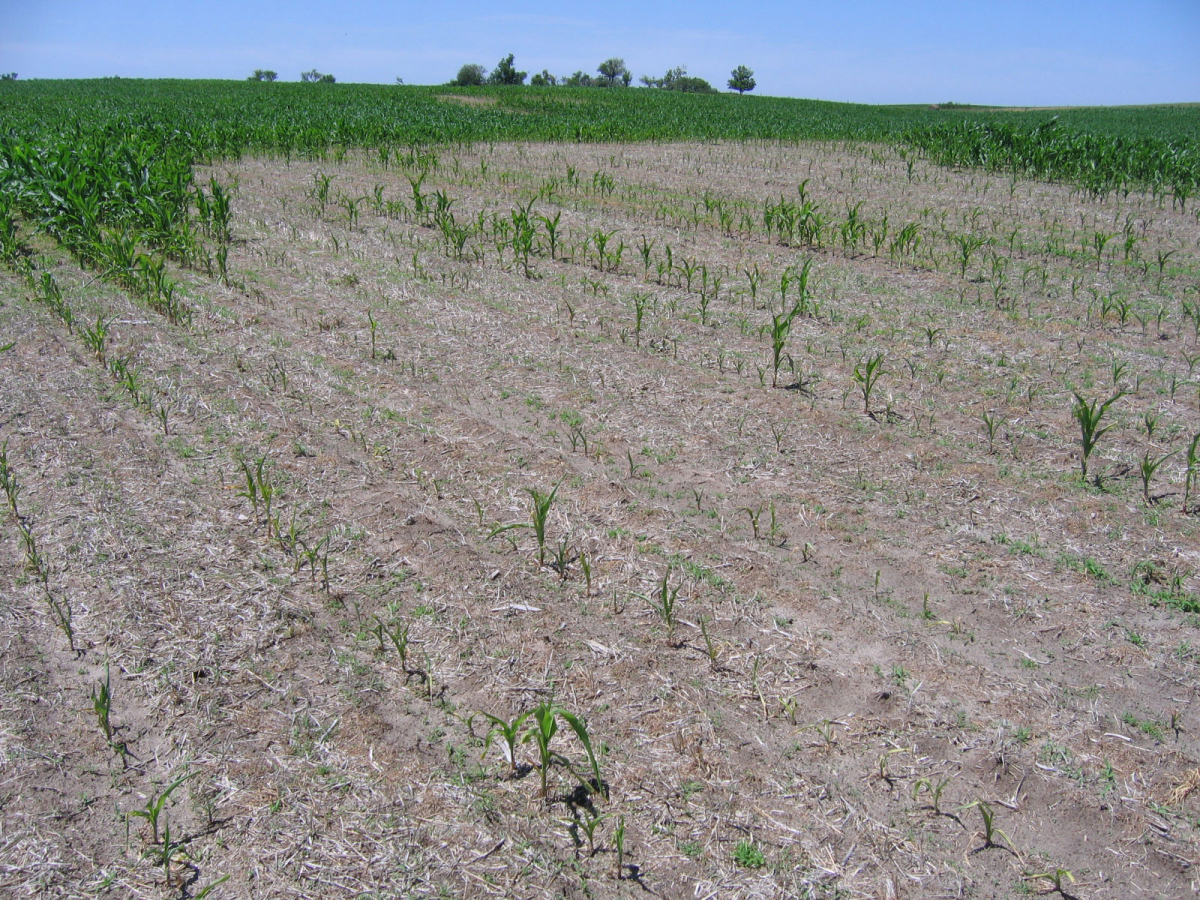 Damaged corn