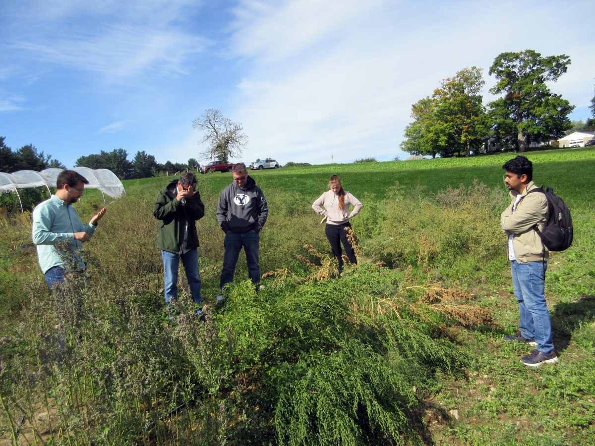 Quinoa research