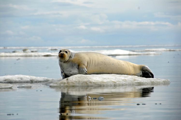 A photo of a bearded seal laying on sea ice