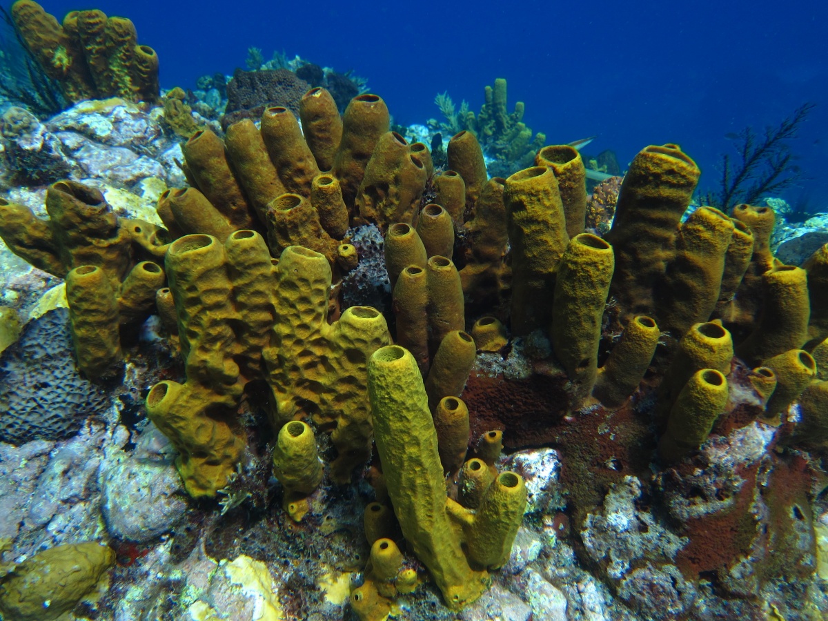 Undersea sponges