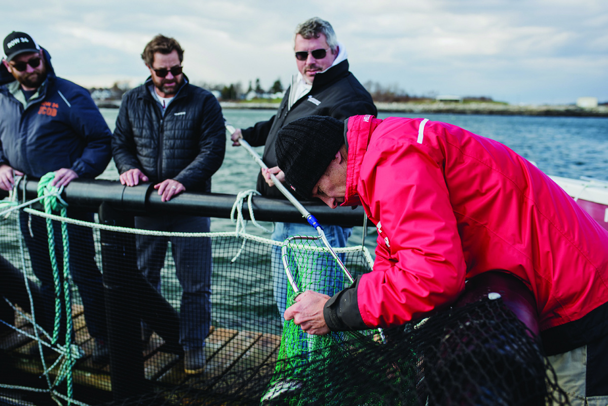 Four men harvest fish from a pen