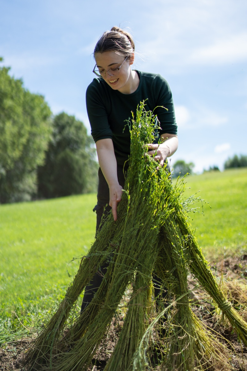 A museum studies student dries flax in the field