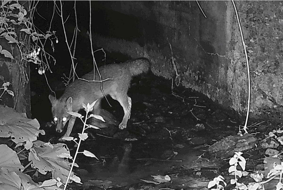 Gray fox decides not to use culvert 