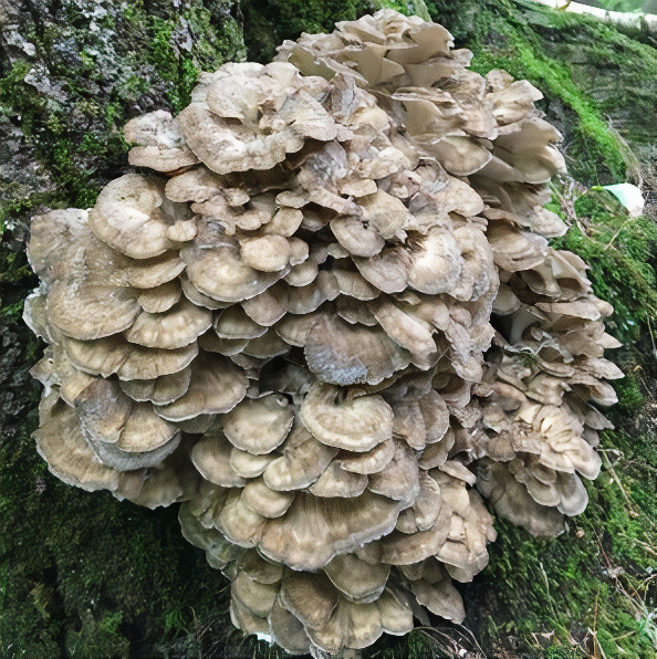 Hen-of-the-woods mushroom