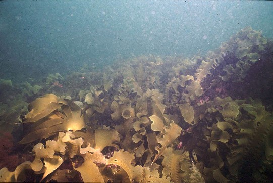 tall blades of kelp seaweed in the Gulf of Maine 1990s