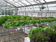 Plants grown using hyrdoponics