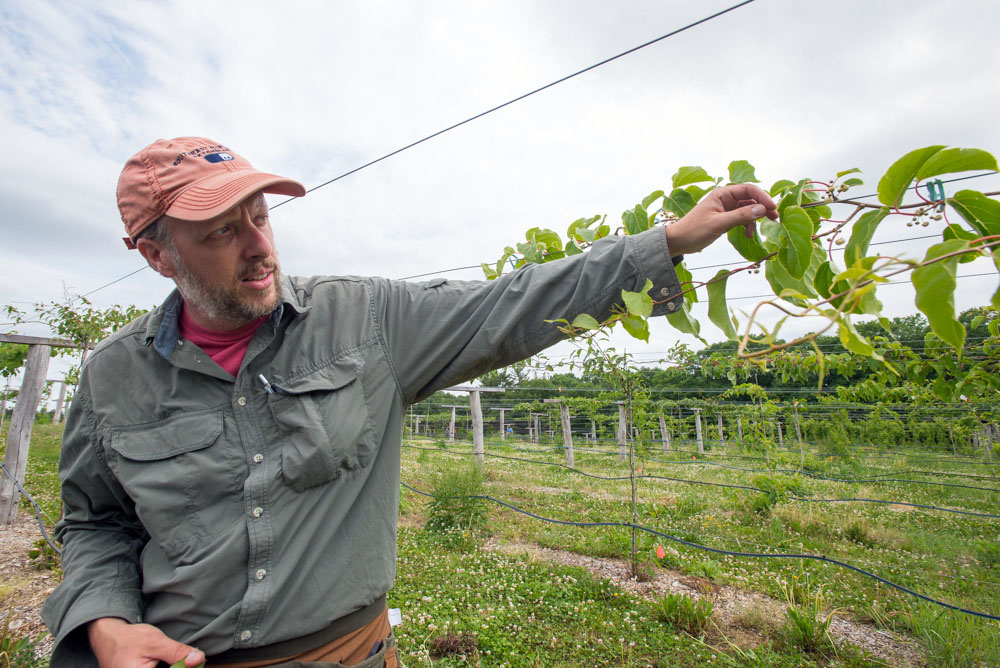 Professor in baseball cap and kiwiberry vines