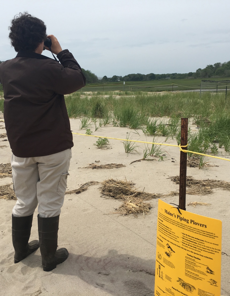 UNH's Molly Jacobson '17 at work at the Wells Reserve