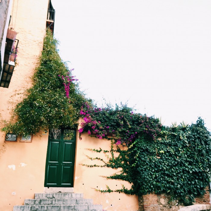 vines on a wall in Granada