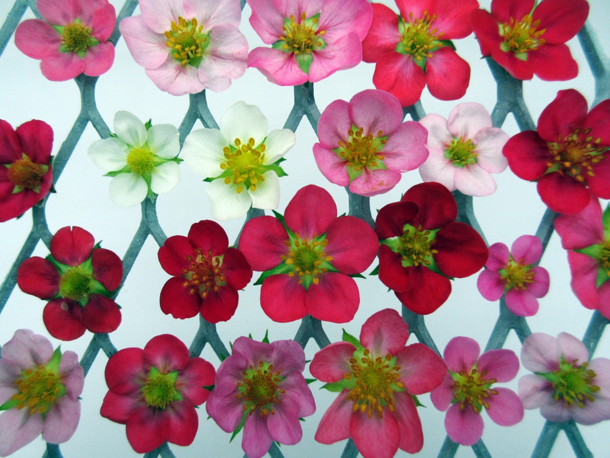 A photo showing different colored strawberry flowers arranged on a grate for a backdrop.