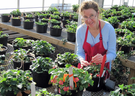 A photo of Lise Mahoney working on strawberry plants at the UNH Macfarlane Research Greenhouses