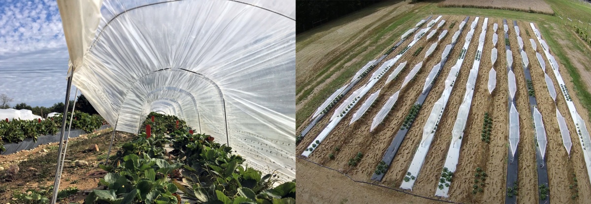 On left, a photo of strawberries growing in a low tunnel; on right, an aerial photo of low tunnels at Woodman Horticultural Research Farm