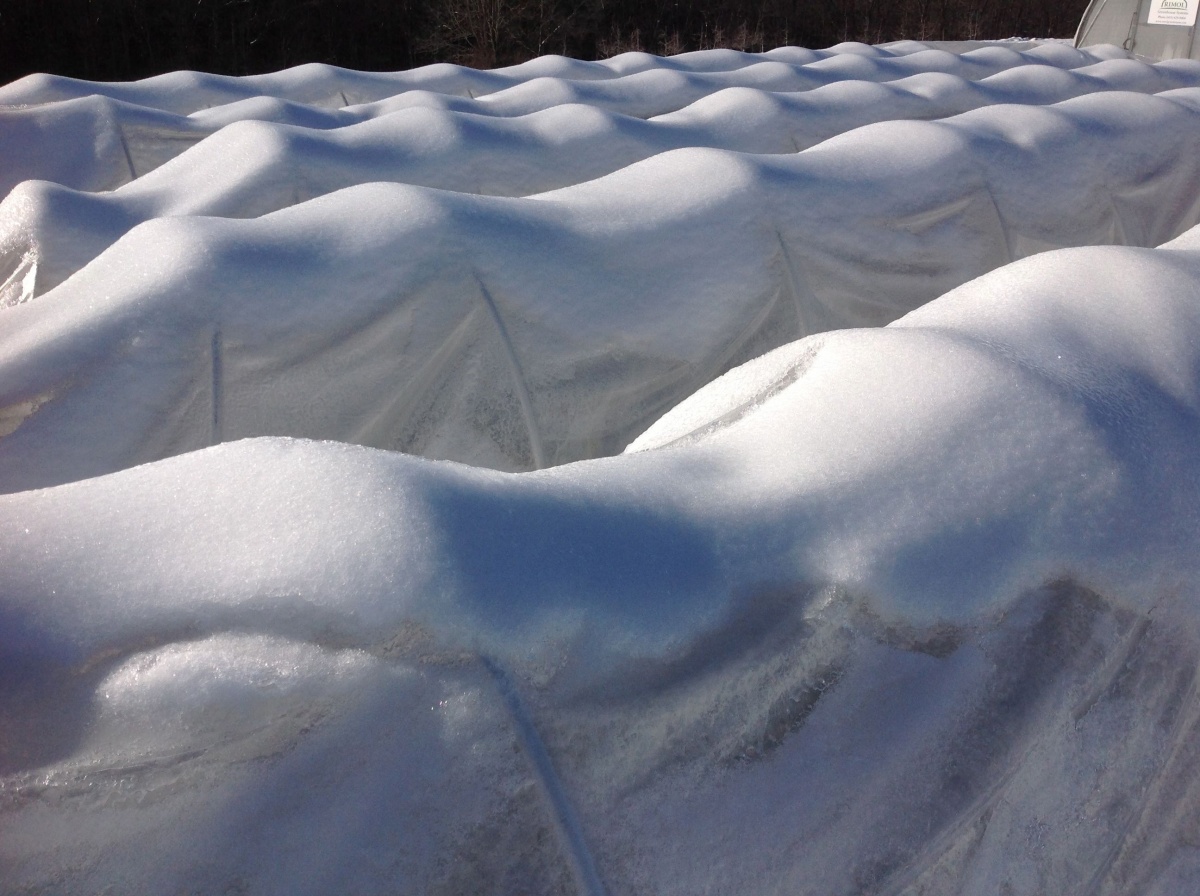 Low Tunnels covered in ice