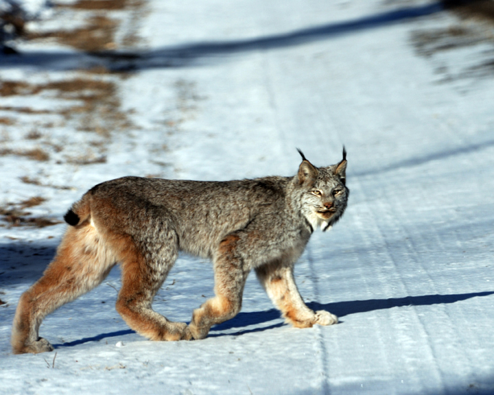 Canada Lynx crossing road