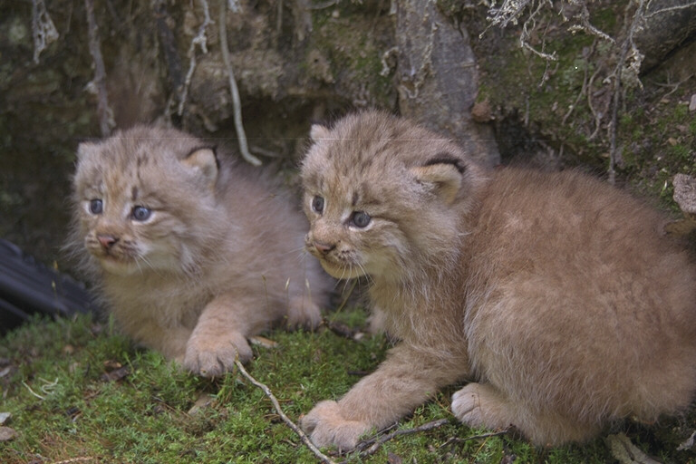 Two Canada Lynx kits