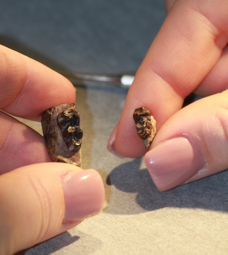 Close up of woman's hand holding fossilized teeth