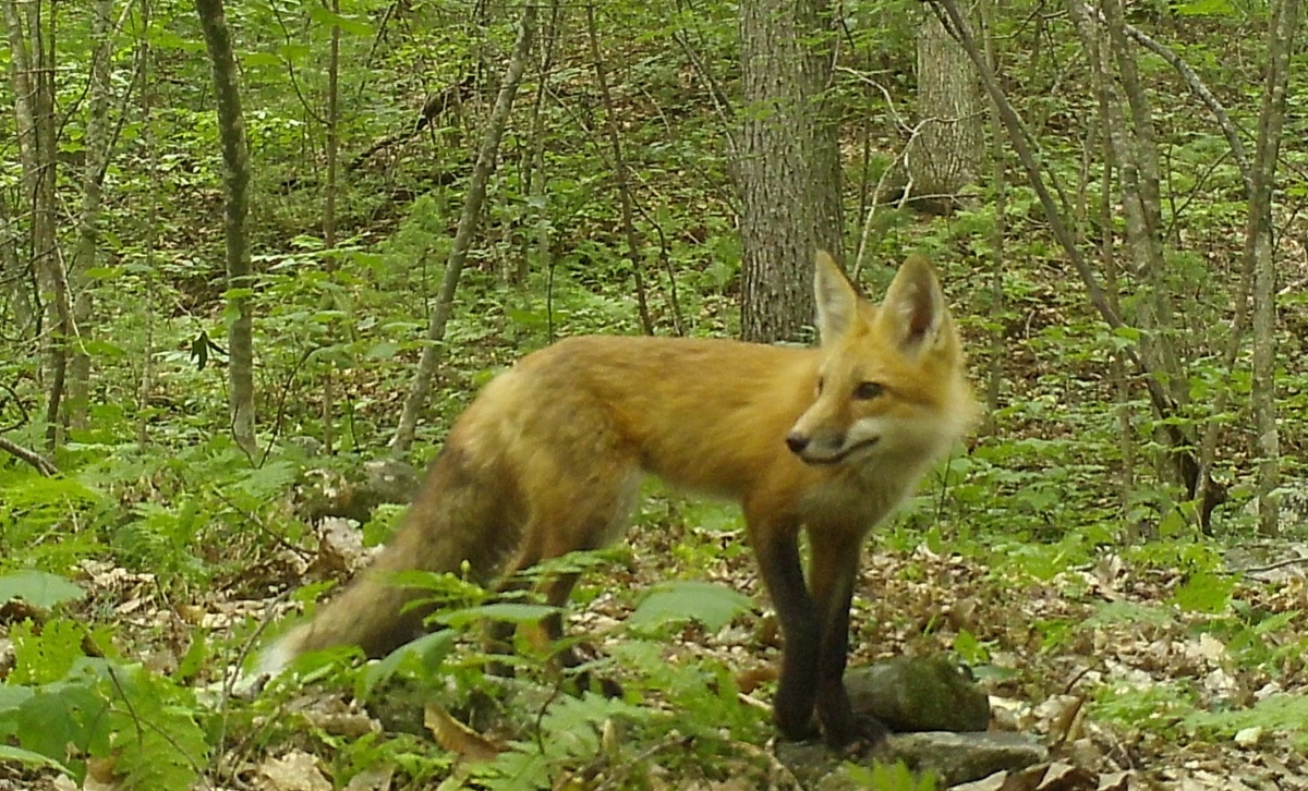 A red fox in the woods, captured by a trail camera