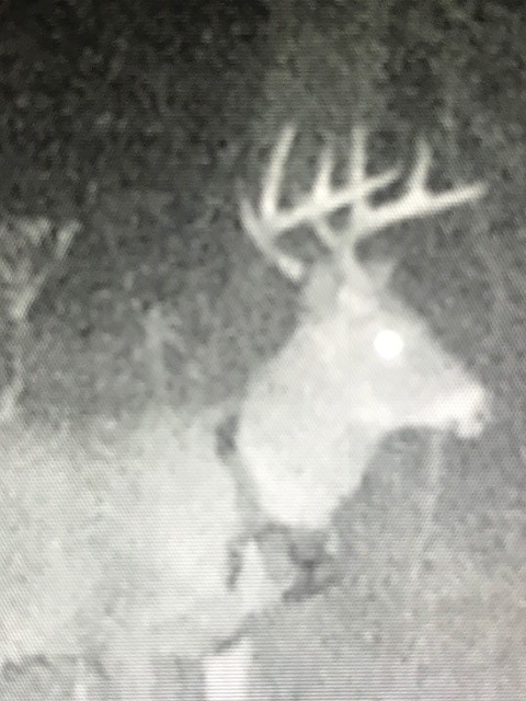 Trail camera image of buck