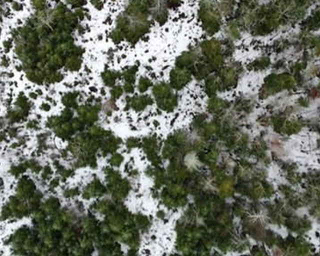 An aerial view showing a patch of evergreen forest in the winter. Trees are green and ground is white.