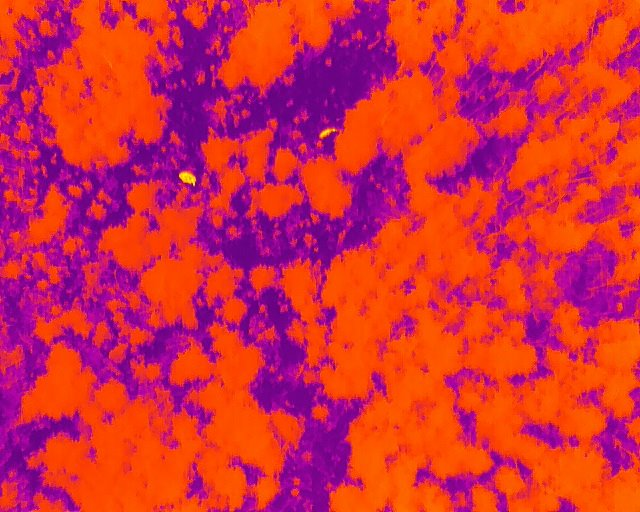 Thermal image of a plot of forest with the trees in red and the ground in purple.