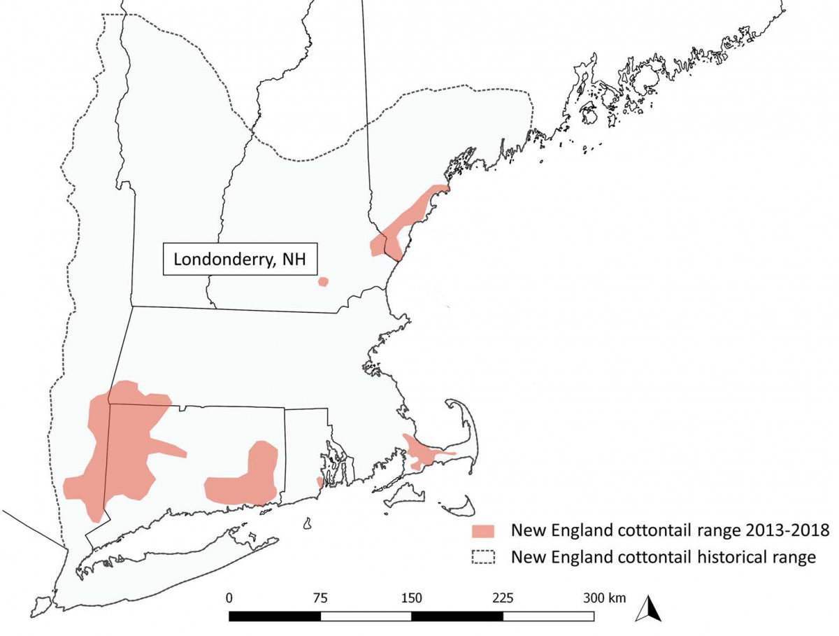 A map showing the NE cottontail's historic and current ranges across New England and Eastern New York