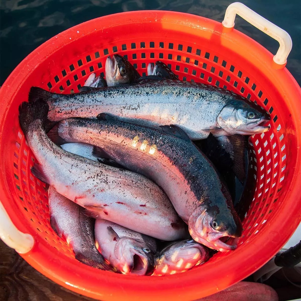 A photo of steelhead trout in an organic plastic bin with holes to let the water out. The trout are recently caught and slick with water.