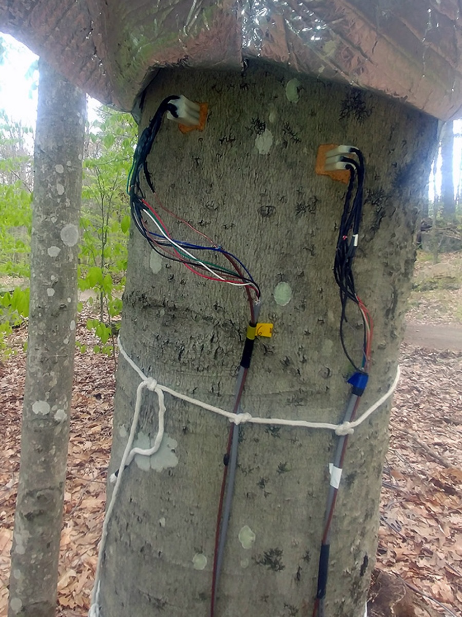 An image of an American beech tree with sap sensors attached to it.