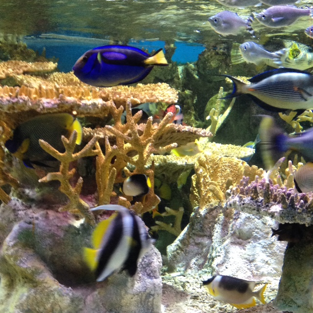 fish at the New England Aquarium
