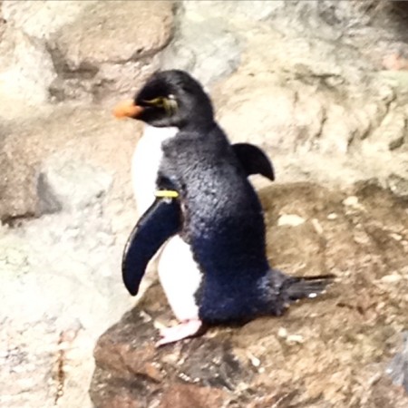 a penguin at the New England Aquarium