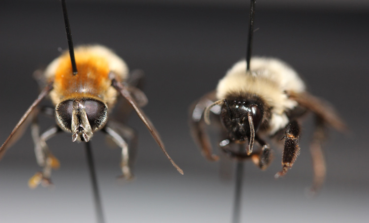 pair of pinned flies