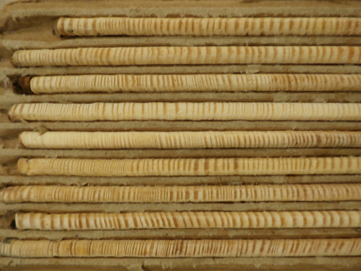 ISOTOPE ANALYSES OF TREE RINGS HELPED SCIENTISTS FIGURE OUT HOW TREES ARE RESPONDING TO RISING ATMOSPHERIC CARBON DIOXIDE.