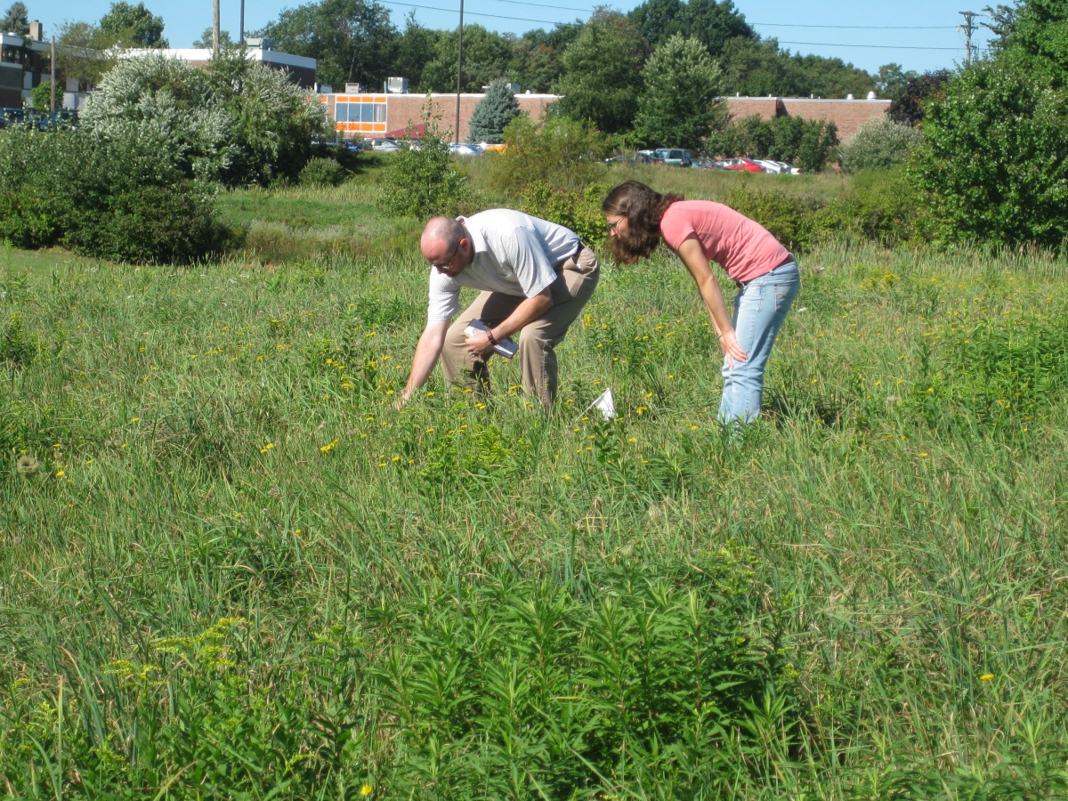 Two researchers in a field of weeds