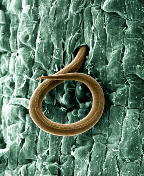 Root-knot nematode