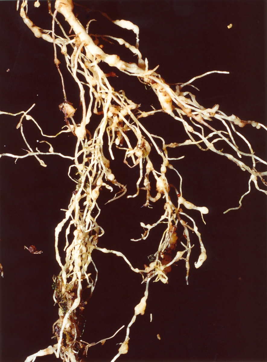 Root-knot nematode damage
